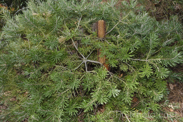 Honeypot. Dryandra (<i>Banksia nivea [syn. Dryandra nivea]), a low, spreading, evergreen shrub native to the southwestern corner of Western Australia. It may be almost prostrate or can mound up to 15m tall. The golden yellow flowerheads are often partly obscured by the long, narrow, dark green, deeply serrated leaves. Order: Proteales, Family: Proteaceae Order: Proteales</a>