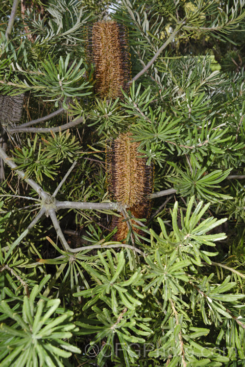 Honeypot. Dryandra (<i>Banksia nivea [syn. Dryandra nivea]), a low, spreading, evergreen shrub native to the southwestern corner of Western Australia. It may be almost prostrate or can mound up to 15m tall. The golden yellow flowerheads are often partly obscured by the long, narrow, dark green, deeply serrated leaves. Order: Proteales, Family: Proteaceae Order: Proteales</a>