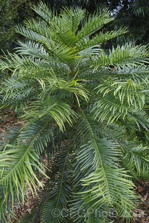 Wollemi. Pine (<i>Wollemia nobilis</i>), an evergreen conifer up to 40m tall, discovered in a narrow gorge in the Wollemi. National. Park, northwest of Sydney,Australia in 1994. The genus is thought to be around 200 million years old, is a member of the Araucariaceae and related to the Monkey Puzzle and Norfolk Island Pine. Although extremely rare in the wild, the Wollemi. Pine is now quite widely cultivated