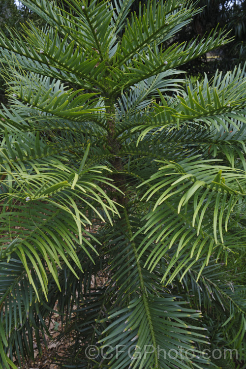 Wollemi. Pine (<i>Wollemia nobilis</i>), an evergreen conifer up to 40m tall, discovered in a narrow gorge in the Wollemi. National. Park, northwest of Sydney,Australia in 1994. The genus is thought to be around 200 million years old, is a member of the Araucariaceae and related to the Monkey Puzzle and Norfolk Island Pine. Although extremely rare in the wild, the Wollemi. Pine is now quite widely cultivated