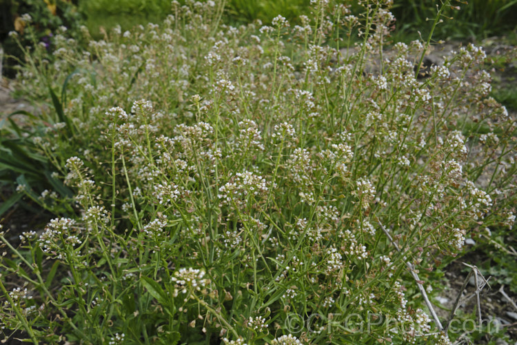 Shepherd's Purse (<i>Capsella bursa-pastoris</i>), a taproot-forming annual that is widely-occurring weed of cultivated land. The common name is derived from the shape of the seed capsule