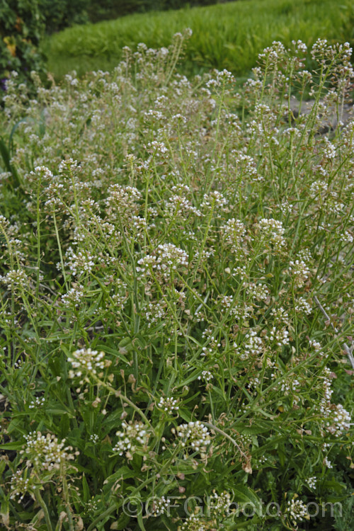 Shepherd's Purse (<i>Capsella bursa-pastoris</i>), a taproot-forming annual that is widely-occurring weed of cultivated land. The common name is derived from the shape of the seed capsule