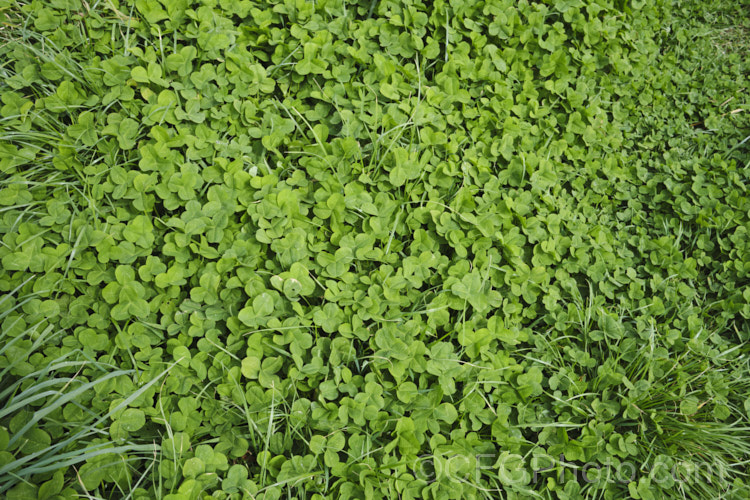 White Clover (<i>Trifolium repens</i>), a European species widely grown in pastures as fodder, for its nitrogen fixing properties and for honey production