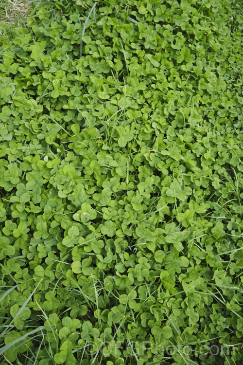 White Clover (<i>Trifolium repens</i>), a European species widely grown in pastures as fodder, for its nitrogen fixing properties and for honey production