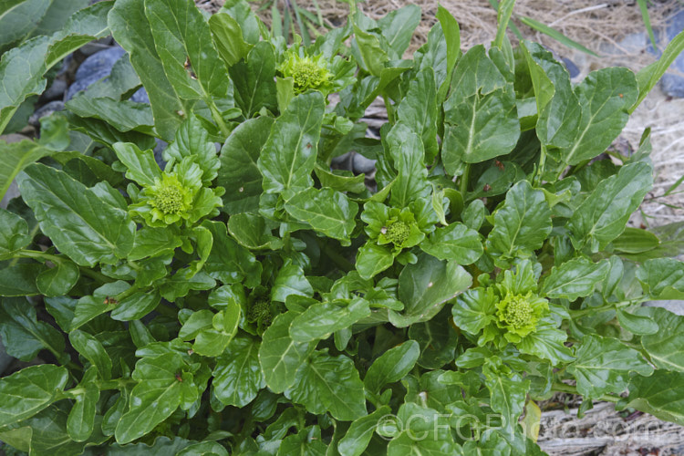 Upland. Cress or Land. Cress (<i>Barbarea verna</i>), a biennial cultivated for its edible foliage, which can be substituted for watercress or spinach. Its heads of tiny yellow flowers open in spring. Found naturally in southern Europe and Asia, it has naturalised in many temperate climate areas