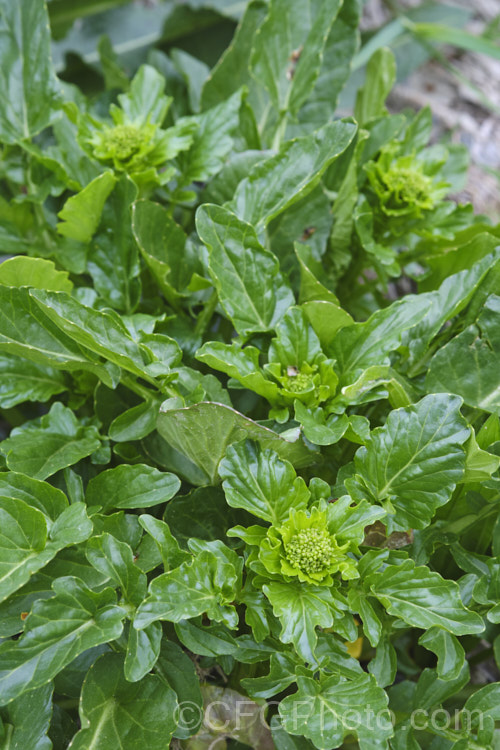 Upland. Cress or Land. Cress (<i>Barbarea verna</i>), a biennial cultivated for its edible foliage, which can be substituted for watercress or spinach. Its heads of tiny yellow flowers open in spring. Found naturally in southern Europe and Asia, it has naturalised in many temperate climate areas