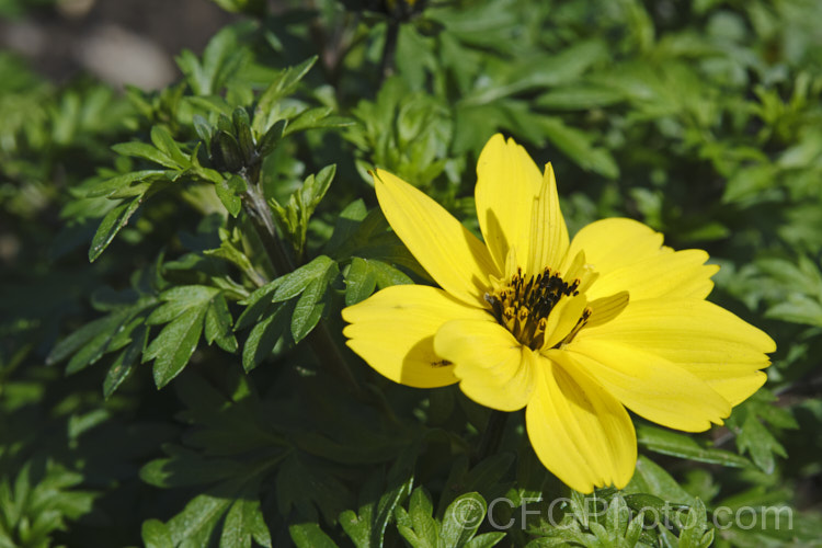 Bidens ferulifolia 'Mexican Gold', a compact, heavy-flowered, long-blooming strain of a low, spreading, perennial daisy native to Mexico