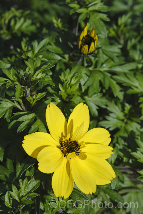 Bidens ferulifolia 'Mexican Gold', a compact, heavy-flowered, long-blooming strain of a low, spreading, perennial daisy native to Mexico