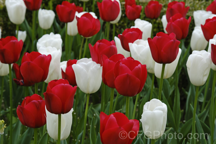 Unnamed. Triumph. Tulips (<i>Category 3 —. Triumph Hybrid</i>), part of a group of sturdy, strongly coloured tulips that grows to around 50cm tall