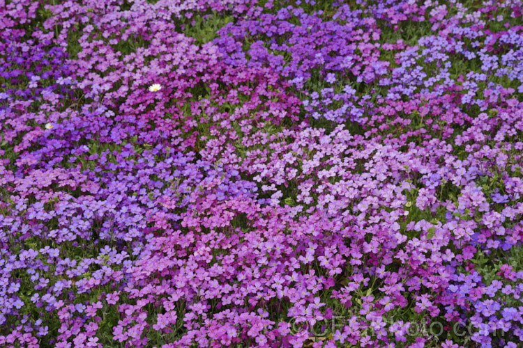 Aubretia (<i>Aubrieta deltoidea</i>), a perennial native of the Aegean region. Sometimes grown as a bedding annual, it is also widely grown as a rockery plant and is ideal for spilling over rock walls and growing in the cracks in stone paving. Note the difference in the spelling of the common name aubretia and the proper name. Aubrieta