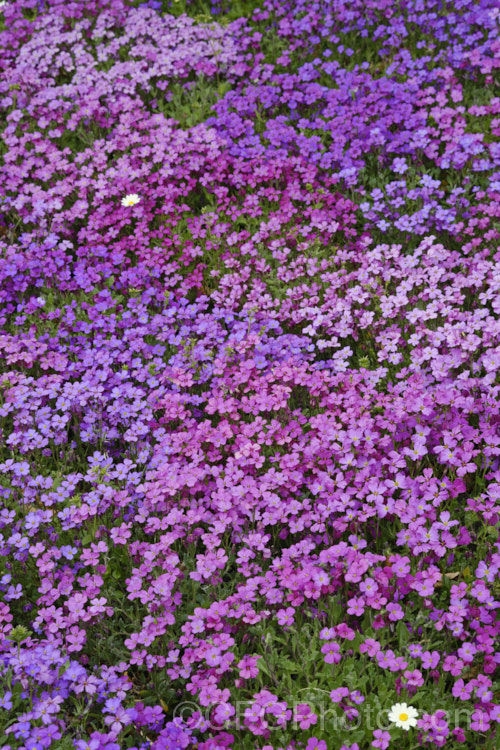 Aubretia (<i>Aubrieta deltoidea</i>), a perennial native of the Aegean region. Sometimes grown as a bedding annual, it is also widely grown as a rockery plant and is ideal for spilling over rock walls and growing in the cracks in stone paving. Note the difference in the spelling of the common name aubretia and the proper name. Aubrieta