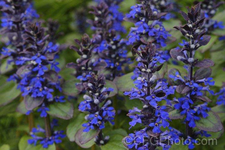 Ajuga reptans 'Catlins'. Giant', a New Zealand -raised cultivar of the common bugle, a quick growing Eurasian ground cover perennial that flowers from spring into early summer