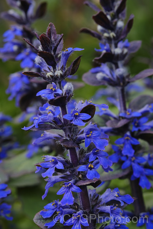 Ajuga reptans 'Catlins'. Giant', a New Zealand -raised cultivar of the common bugle, a quick growing Eurasian ground cover perennial that flowers from spring into early summer