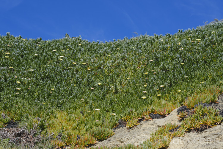 Hottentot. Fig or Iceplant (<i>Carpobrotus edulis</i>), a South African succulent that has naturalised in many areas, particularly near the coast. Its flowers are followed by edible watery fruit