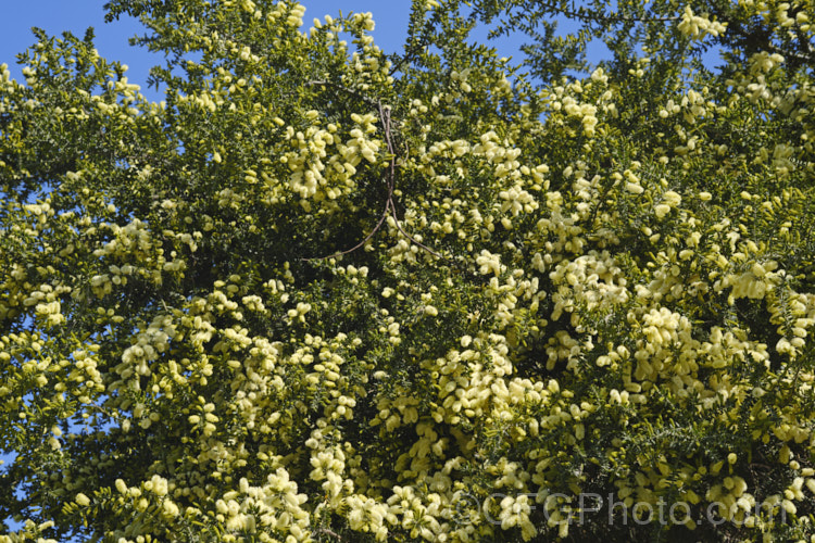 Prickly Moses (<i>Acacia verticillata</i> subsp. <i>ruscifolia</i>), a broader leaved subspecies of a late winter to early spring-flowering evergreen shrub or tree to 9m tall native. Subspecies <i>ruscifolia</i> occurs in isolated spots in southern Victoria but is found mainly in western Tasmania. Its bronze-green foliage is tipped with short, fine spines. Order: Fabales, Family: Fabaceae