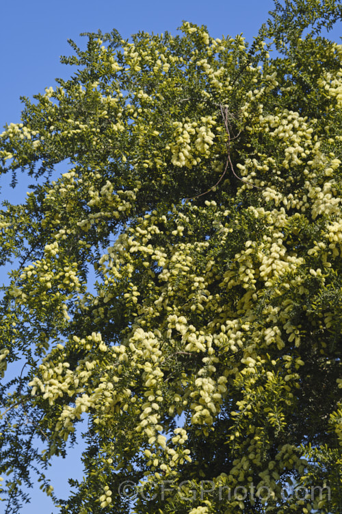 Prickly Moses (<i>Acacia verticillata</i> subsp. <i>ruscifolia</i>), a broader leaved subspecies of a late winter to early spring-flowering evergreen shrub or tree to 9m tall native. Subspecies ruscifolia occurs in isolated spots in southern Victoria but is found mainly in western Tasmania. Its bronze-green foliage is tipped with short, fine spines. Order: Fabales, Family: Fabaceae