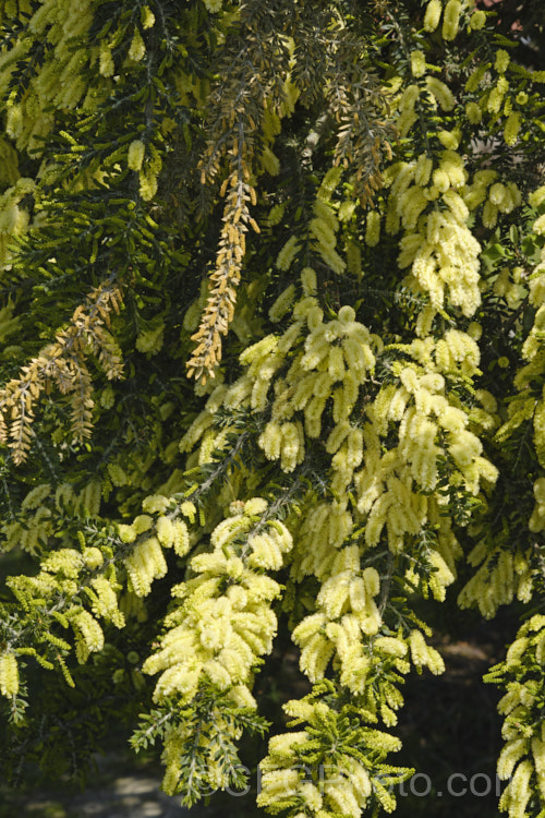 Prickly Moses (<i>Acacia verticillata</i> subsp. <i>ruscifolia</i>), a broader leaved subspecies of a late winter to early spring-flowering evergreen shrub or tree to 9m tall native. Subspecies <i>ruscifolia</i> occurs in isolated spots in southern Victoria but is found mainly in western Tasmania. Its bronze-green foliage is tipped with short, fine spines. Order: Fabales, Family: Fabaceae