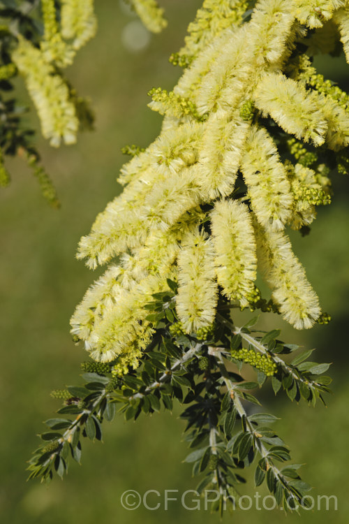 Prickly Moses (<i>Acacia verticillata</i> subsp. <i>ruscifolia</i>), a broader leaved subspecies of a late winter to early spring-flowering evergreen shrub or tree to 9m tall native. Subspecies <i>ruscifolia</i> occurs in isolated spots in southern Victoria but is found mainly in western Tasmania. Its bronze green foliage is tipped with short, fine spines. Order: Fabales, Family: Fabaceae