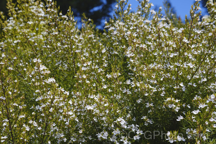 Westringia longifolia, a narrow-leafed, spring-blooming, white-flowered Westringia that could easily be mistaken for a Prostanthera species. It grows 1-3m high and wide, and is native to southeastern New South Wales, Australia