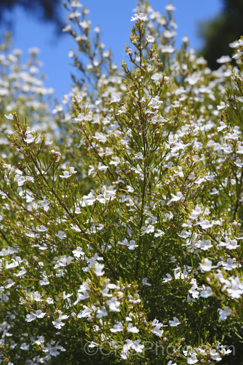 Westringia longifolia, a narrow-leafed, spring-blooming, white-flowered Westringia that could easily be mistaken for a Prostanthera species. It grows 1-3m high and wide, and is native to southeastern New South Wales, Australia