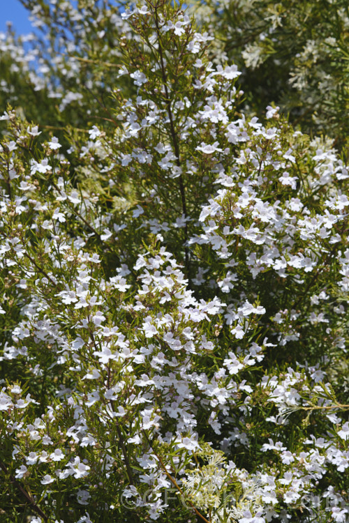 Westringia longifolia, a narrow-leafed, spring-blooming, white-flowered Westringia that could easily be mistaken for a Prostanthera species. It grows 1-3m high and wide, and is native to southeastern New South Wales, Australia