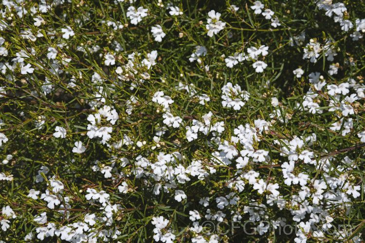 Westringia longifolia, a narrow-leafed, spring-blooming, white-flowered Westringia that could easily be mistaken for a Prostanthera species. It grows 1-3m high and wide, and is native to southeastern New South Wales, Australia