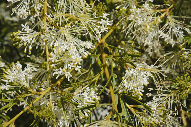 Grevillea glabrata, spring-flowering, evergreen shrub native to Western Australia. It often has a rather weeping growth habit and grows to around 2m tall and somewhat wider. The widely spaced white flowers make the heads very distinctive