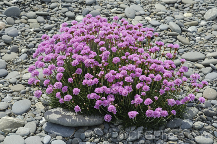 Thrift (<i>Armeria maritima</i>), an evergreen spring-flowering perennial or subshrub that occurs naturally over much of the temperate Northern Hemisphere. Order: Caryophyllales, Family: Plumbaginaceae