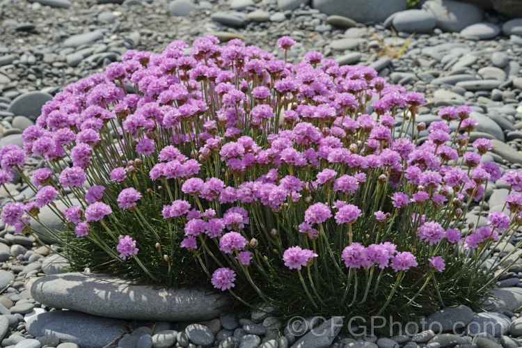 Thrift (<i>Armeria maritima</i>), an evergreen spring-flowering perennial or subshrub that occurs naturally over much of the temperate Northern Hemisphere. Order: Caryophyllales, Family: Plumbaginaceae