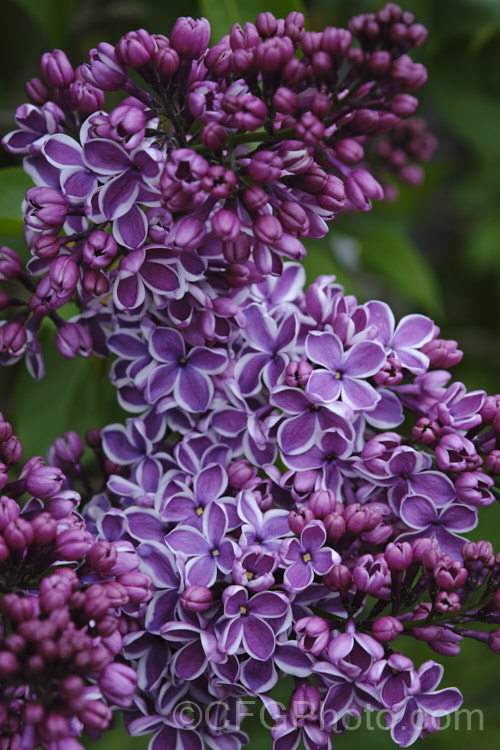 Syringa vulgaris 'Sensation' photo at Pictures of Plants stock image ...