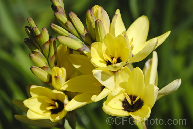 Ixia 'Yellow Emperor', a dark-centered, bright. Ixia hybrid that flowers in late spring. Its flower stems are up to 60cm tall