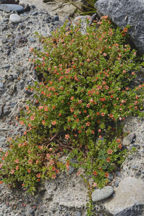 Scarlet Pimpernel (<i>Anagallis arvensis</i>), a small annual, biennial or short-lived perennial that usually appears as a weed in crops, pastures or lawns. Originally native to Europe, though now widespread throughout the temperate zones