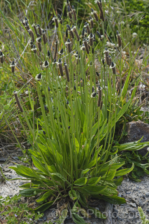 Narrow-leaved Plantain, Ribwort Plantain or English Plantain (<i>Plantago lanceolata</i>), a European biennial or perennial that is usually seen as a weed of pastures, lawns or recently cultivated ground. It has also been used medicinally and as a culinary herb. It is also grown as forage or green cover crop because it grows steadily well into autumn and its taproot enables it to mine subsoil minerals that shallow grass roots may not reach