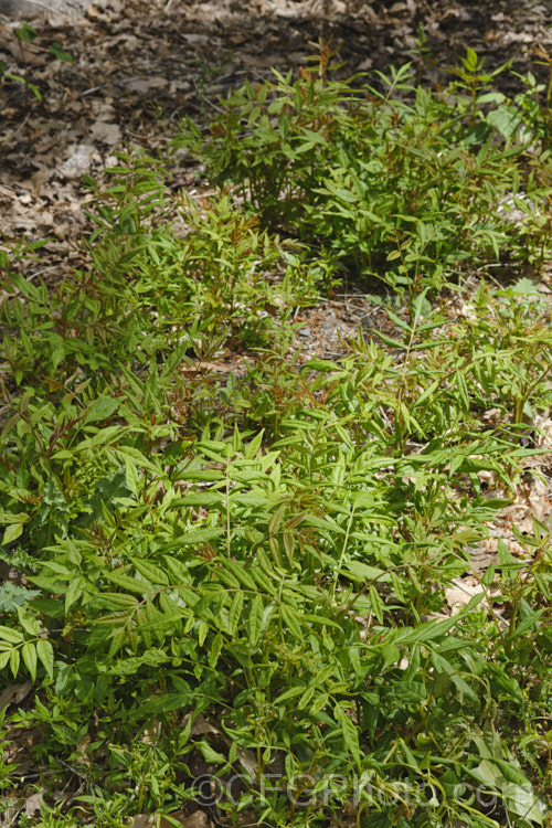 Suckers of Tree of Heaven (<i>Ailanthus altissima</i>), a deciduous tree, up to 30m tall, native to western China. It is very quick-growing when young. Its inconspicuous greenish flowers are followed by seed capsules that are red and quite showy when mature, though they are often high in the tree. The tree self-sows and sucker freely, which lessens its suitability for cultivation