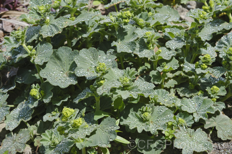 Lady's Mantle (<i>Alchemilla mollis</i>), a summer-flowering herbaceous perennial native to the eastern Carpathian. Mountains and the Caucasus It has a rather sprawling growth habit and looks especially attractive after rain or heavy dew, when water droplets form silver beads on the finely downy foliage