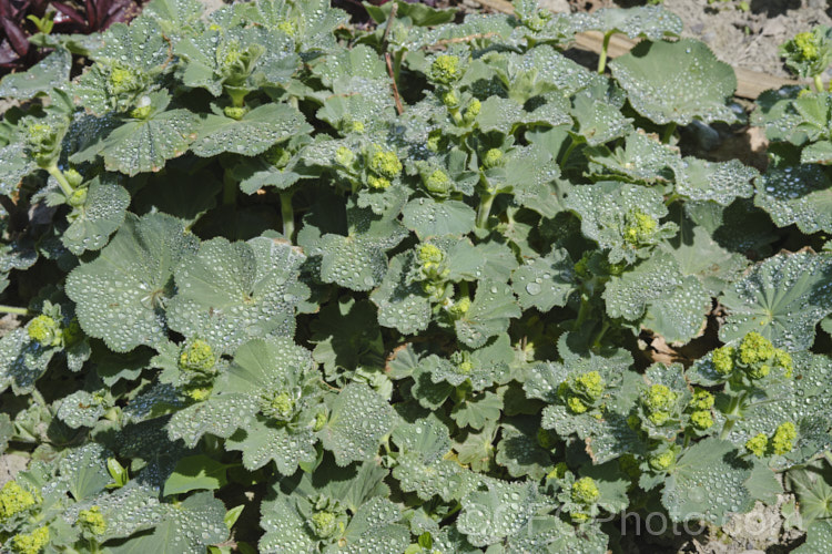 Lady's Mantle (<i>Alchemilla mollis</i>), a summer-flowering herbaceous perennial native to the eastern Carpathian. Mountains and the Caucasus It has a rather sprawling growth habit and looks especially attractive after rain or heavy dew, when water droplets form silver beads on the finely downy foliage