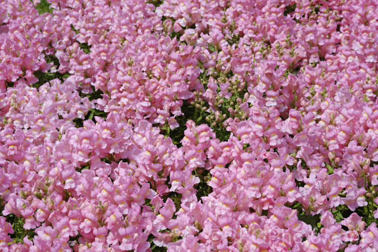 Antirrhinum 'Snapshot. Pink', one of several colours in this F1 hybrid group. They are compact plants around 20cm tall