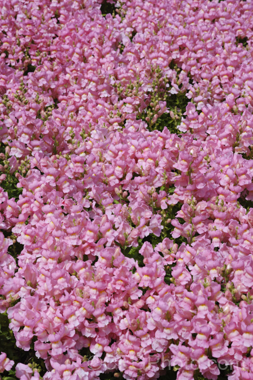 Antirrhinum 'Snapshot. Pink', one of several colours in this F1 hybrid group. They are compact plants around 20cm tall