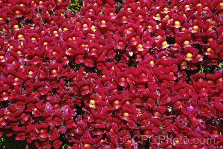 Antirrhinum 'Snapshot. Red', one of several colours in this F1 hybrid group. They are compact plants around 20cm tall