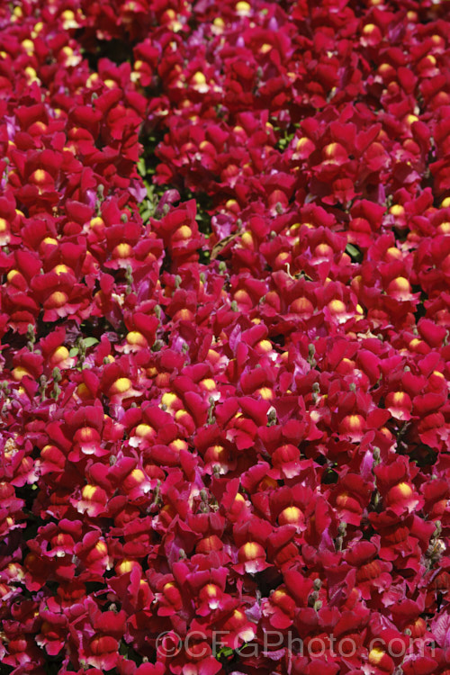 Antirrhinum 'Snapshot. Red', one of several colours in this F1 hybrid group. They are compact plants around 20cm tall