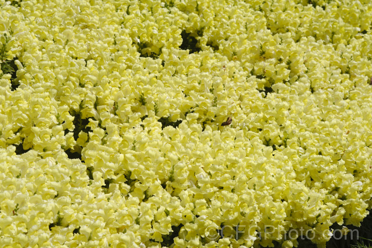 Antirrhinum 'Snapshot. Yellow', one of several colours in this F1 hybrid group. They are compact plants around 20cm tall