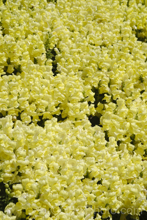 Antirrhinum 'Snapshot. Yellow', one of several colours in this F1 hybrid group. They are compact plants around 20cm tall