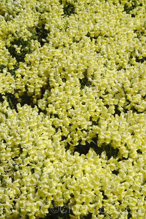 Antirrhinum 'Snapshot. Yellow', one of several colours in this F1 hybrid group. They are compact plants around 20cm tall