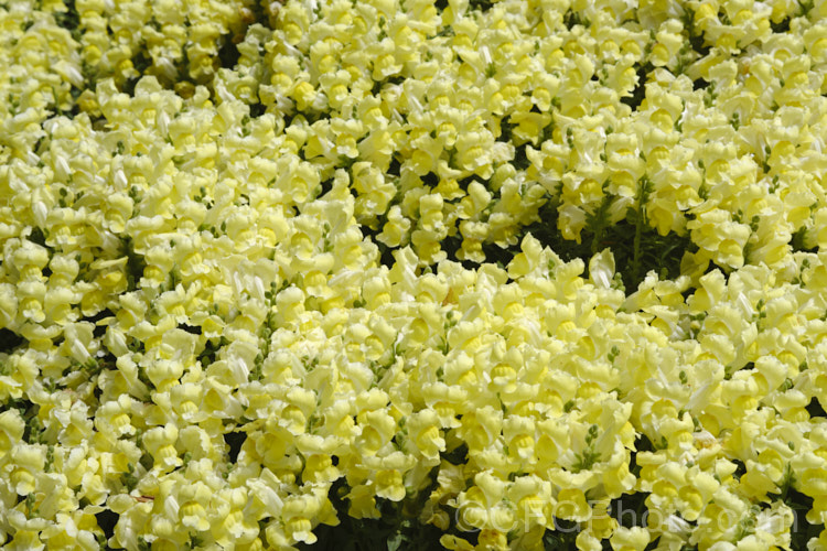 Antirrhinum 'Snapshot. Yellow', one of several colours in this F1 hybrid group. They are compact plants around 20cm tall