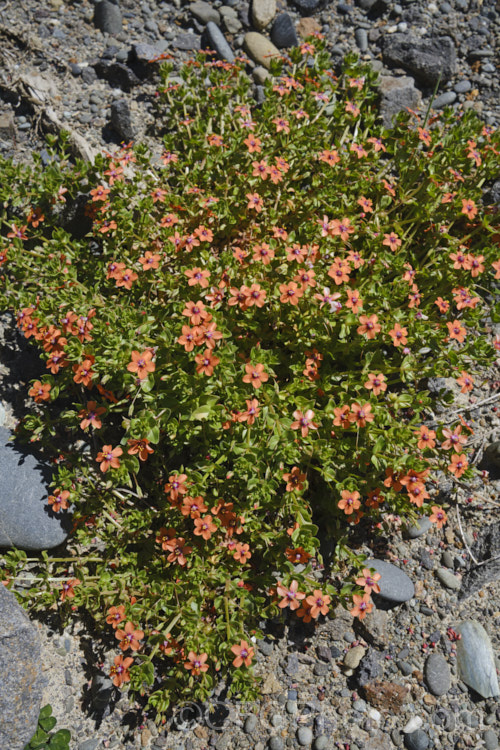 Scarlet Pimpernel (<i>Anagallis arvensis</i>), a small annual, biennial or short-lived perennial that usually appears as a weed in crops, pastures or lawns. Originally native to Europe, though now widespread throughout the temperate zones