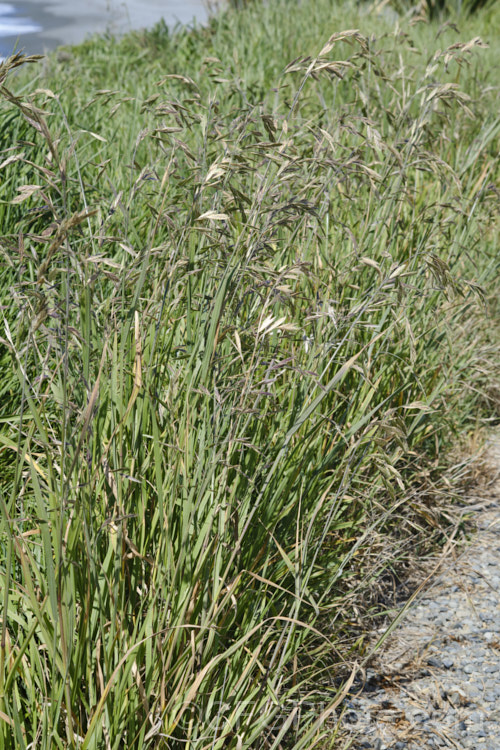 Ripgut. Brome or Great Brome (<i>Bromus diandrus</i>), an annual grass originally native to the Mediterranean area but now widely naturalised. It usually occurs as a weed on waste ground. The seeds have a barb that enables them to cling to clothing or to lodge in the paws or eyes of domestic pets