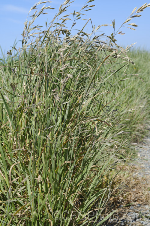 Ripgut. Brome or Great Brome (<i>Bromus diandrus</i>), an annual grass originally native to the Mediterranean area but now widely naturalised. It usually occurs as a weed on waste ground. The seeds have a barb that enables them to cling to clothing or to lodge in the paws or eyes of domestic pets