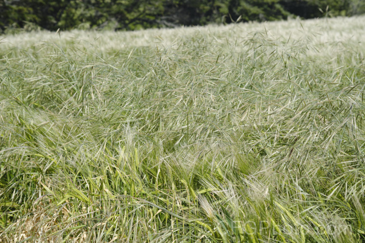 Ripgut. Brome or Great Brome (<i>Bromus diandrus</i>) growing as a weed in a field of barley. This annual grass, originally native to the Mediterranean area but now widely naturalised, usually occurs as a weed on waste ground. The seeds have a barb that enables them to cling to clothing or to lodge in the paws or eyes of domestic pets