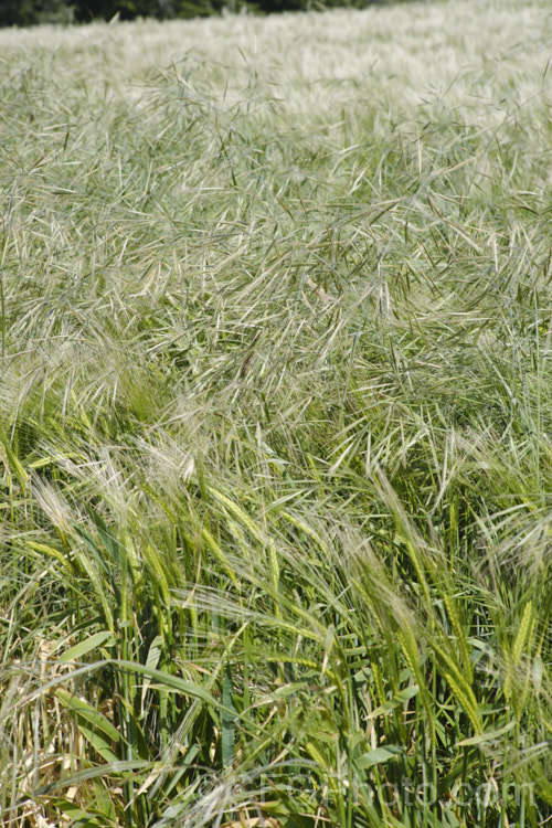 Ripgut. Brome or Great Brome (<i>Bromus diandrus</i>) growing as a weed in a field of barley. This annual grass, originally native to the Mediterranean area but now widely naturalised, usually occurs as a weed on waste ground. The seeds have a barb that enables them to cling to clothing or to lodge in the paws or eyes of domestic pets