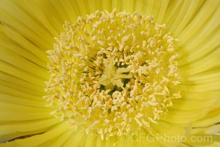 Closeup of the flower of the Hottentot. Fig or Iceplant (<i>Carpobrotus edulis</i>), a South African succulent that has naturalised in many areas, particularly near the coast. Its flowers are followed by edible watery fruit